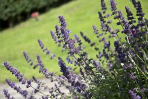 buckle lane memorial garden flower beds 14 sm.jpg